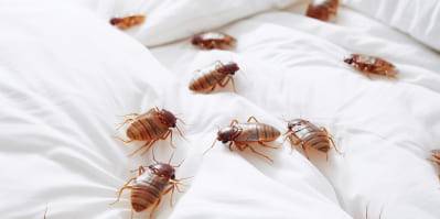 Bed Bugs