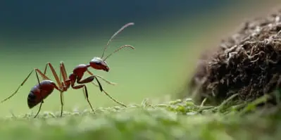 Ants