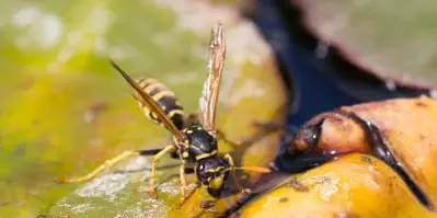 Wasps and Hornets