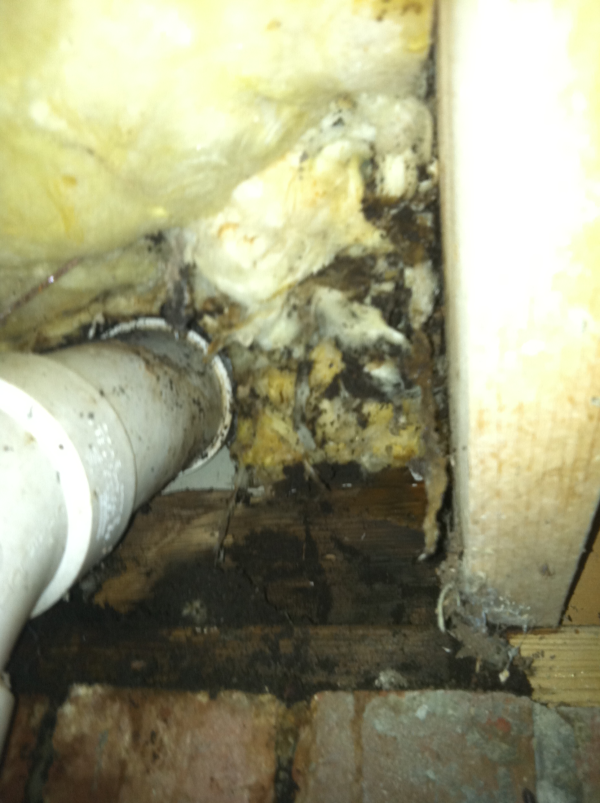 Ants under house, ants getting into house from crawl space