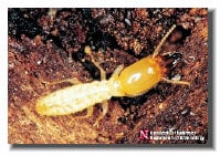 Active termites found during inspection, Termites garner