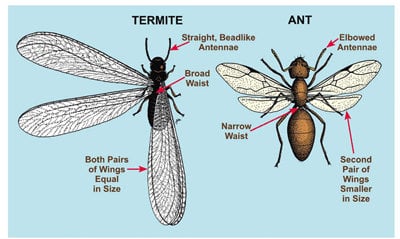 ants with wings, termites swarmers or ant wings