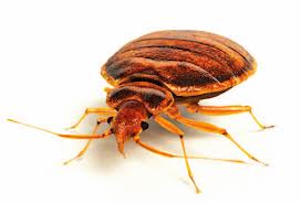 bedbug myths, Raleigh bed bug control