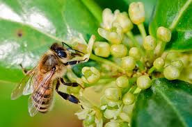 Bees around bushes, honey bees