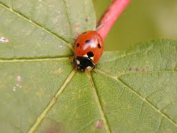 ladybugs, Lady bugs, pest control for ladybugs