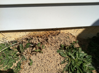 Fire ants Raleigh NC, Fire ant getting in home