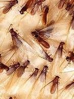 Raleigh termite swarmers