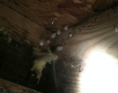 spiders crawl space