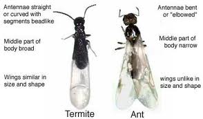 Termite swarmers vs ants, winged ants, ants with wings