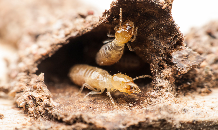 Termite Treatment Cost Too High?