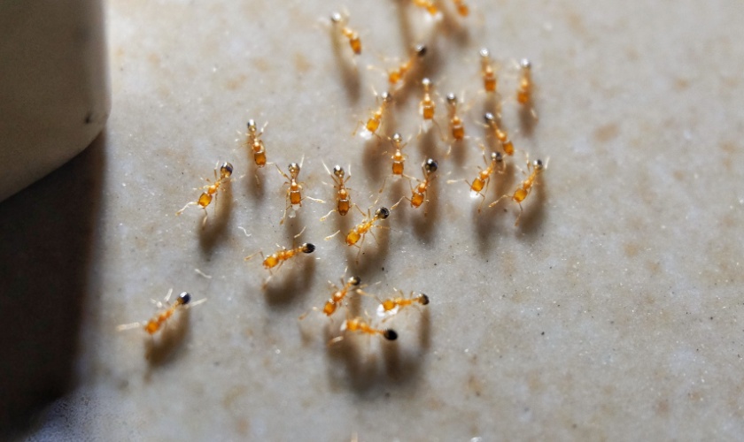 Ant Control Tips for Garner, NC Homeowners