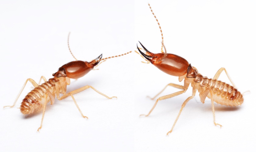 Termite Control Experts in Garner, NC