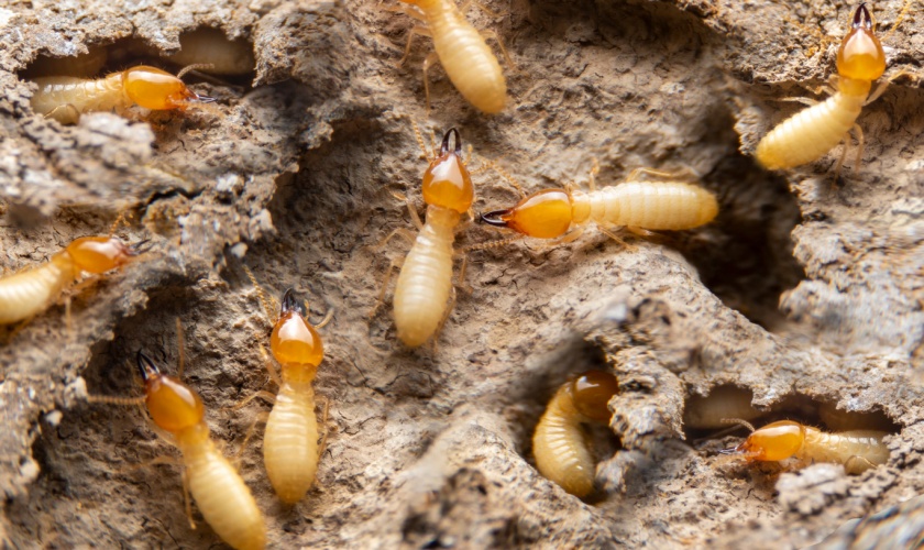 Who is the Best Termite Exterminator in Garner, NC?