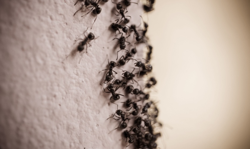 What Should I Do If I Have an Ant Problem in My Home?