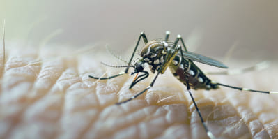 Mosquitoes