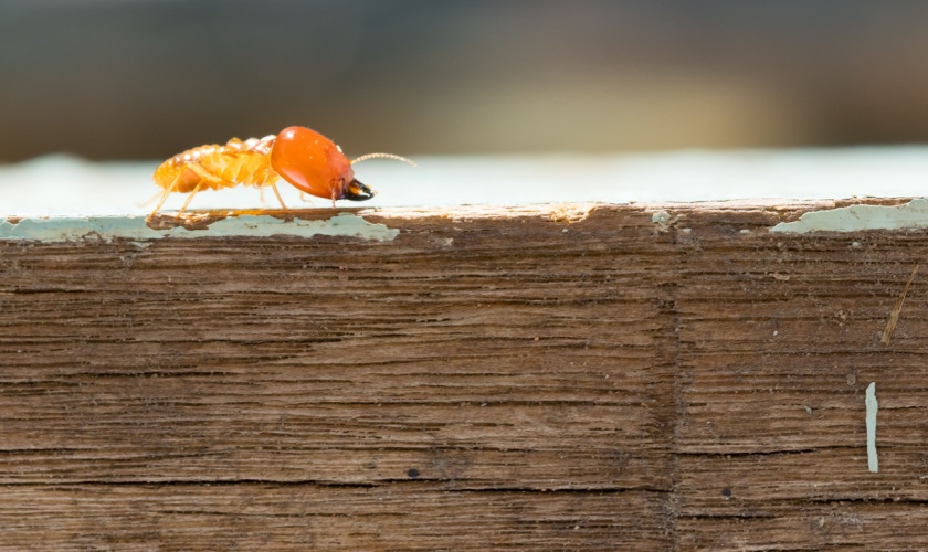 How Often Do I Need a Termite Inspection?