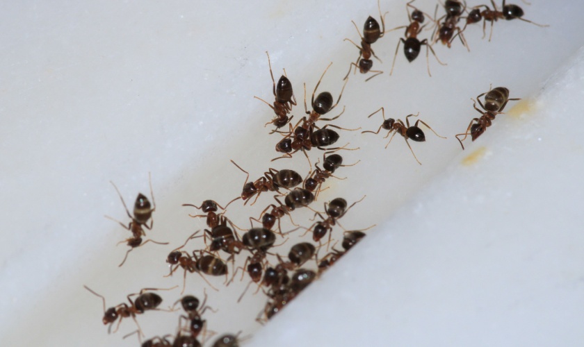 Common Ant Species in Garner, NC, and How to Identify Them