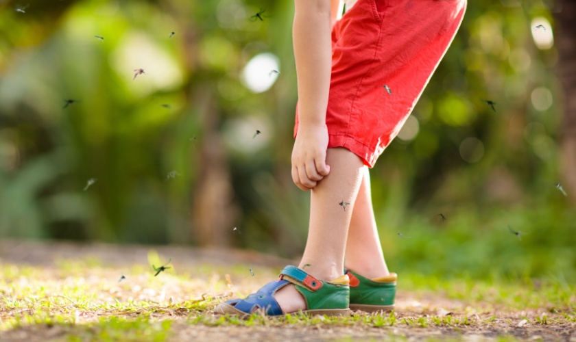 What Should I Do If I Have a Mosquito Infestation in My Yard?