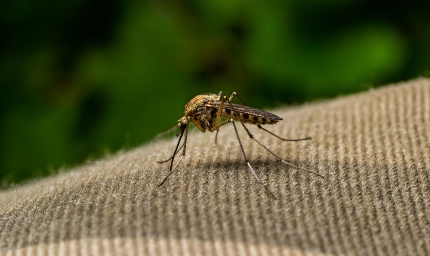 Best Mosquito Exterminators in the Raleigh, NC Area