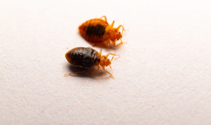 Understanding Bed Bugs: What Every Garner, NC Homeowner Should Know