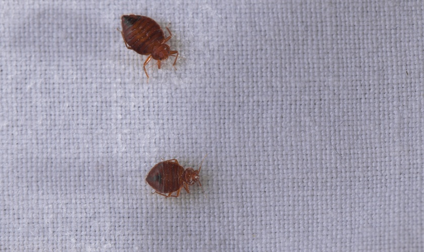 DIY Bed Bug Control: What Works and What Doesn’t