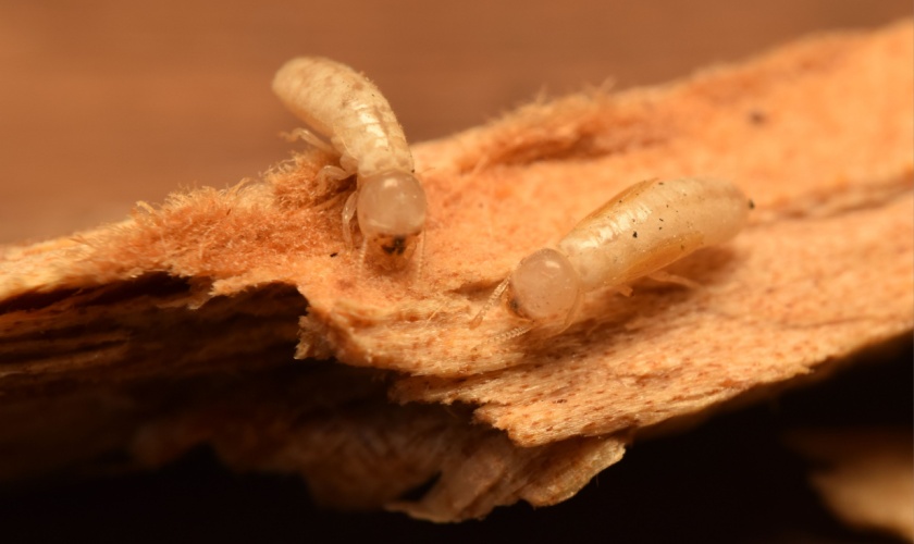 How to Choose the Right Termite Control Company in Raleigh