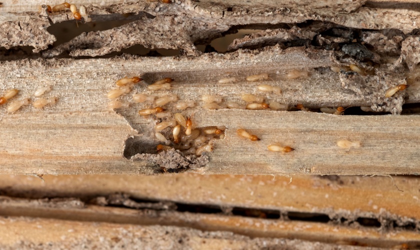 DIY vs. Professional Termite Treatments: What Works in Garner, NC