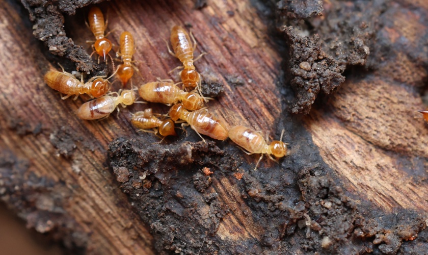 Annual Termite Inspections in Raleigh: How They Help You Avoid Costly Repairs