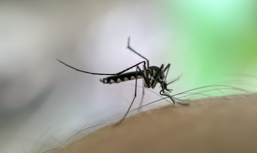Are Mosquitoes a Common Problem in Raleigh, NC?