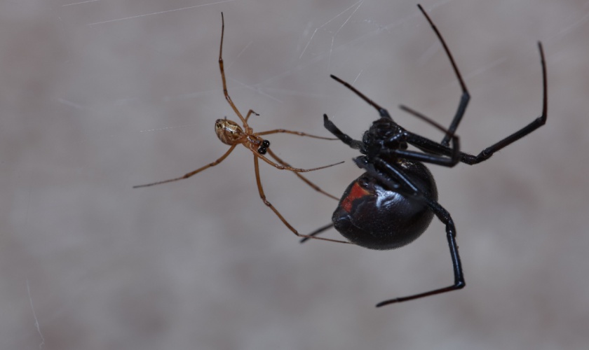 Top 5 Spider Prevention Tips for Raleigh, NC Homes
