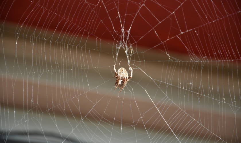 Professional Spider Control in Raleigh: What to Expect During Treatment