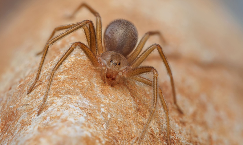 Garner, NC Homeowner’s Guide: Year-Round Spider Prevention Checklist