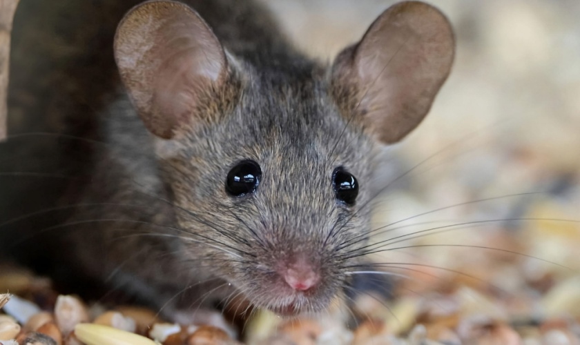 Signs of a Rodent Infestation in Your Garner Home: When to Call a Pro
