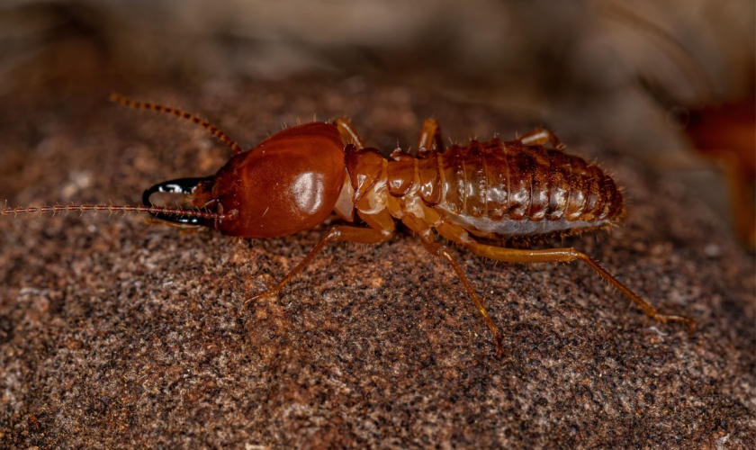 Termite Control in Garner, NC: How to Protect Your Home From Costly Damage