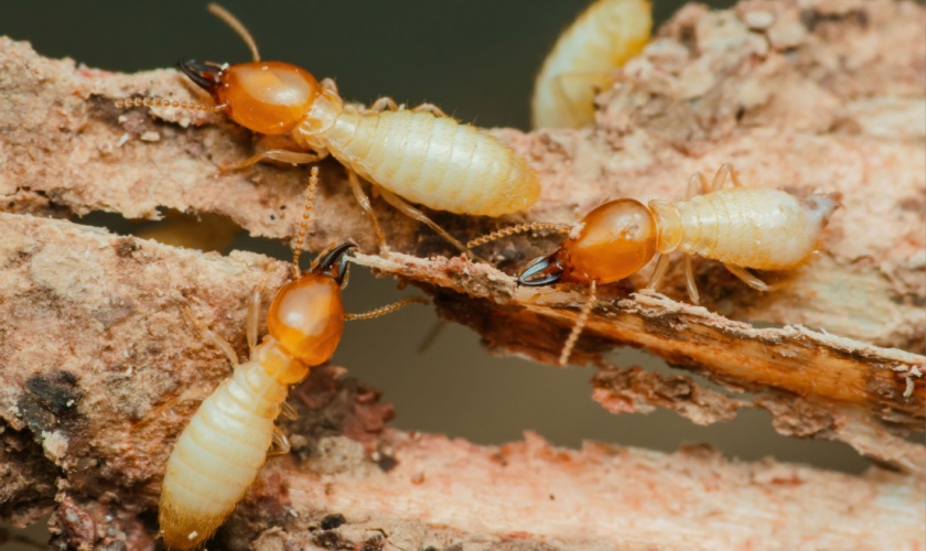 Signs of Termites in Garner Homes: When to Call a Professional Exterminator