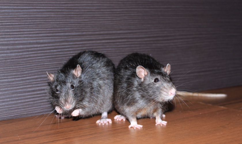 Rodent Control in Garner, NC: How to Get Rid of Rats and Mice Quickly