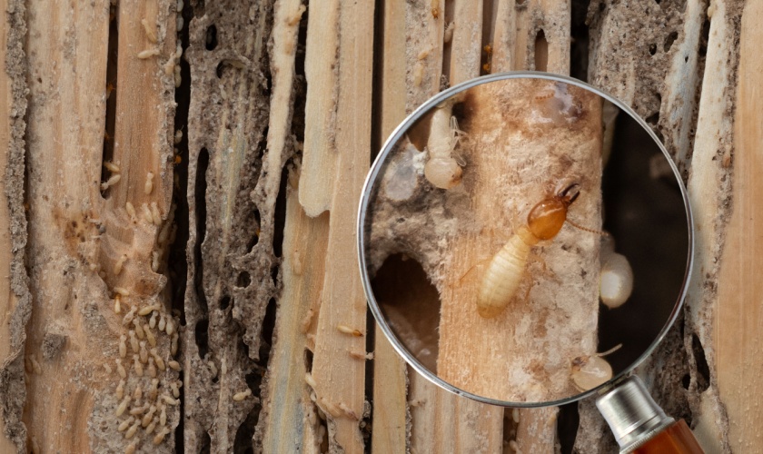 Why Termite Inspections Are Critical Before Buying or Selling in Raleigh