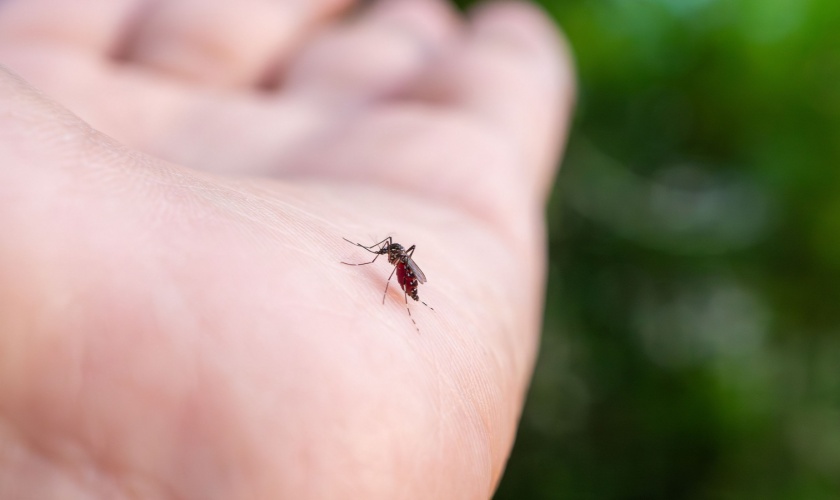 The Health Risks of Mosquitoes in Raleigh and Wake County