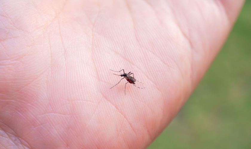 How Often Should You Treat for Mosquitoes in Raleigh, NC?