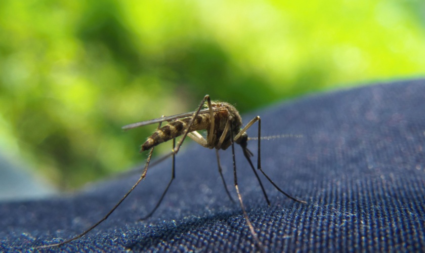 Mosquito Prevention Tips for Raleigh Backyards and Outdoor Living Spaces