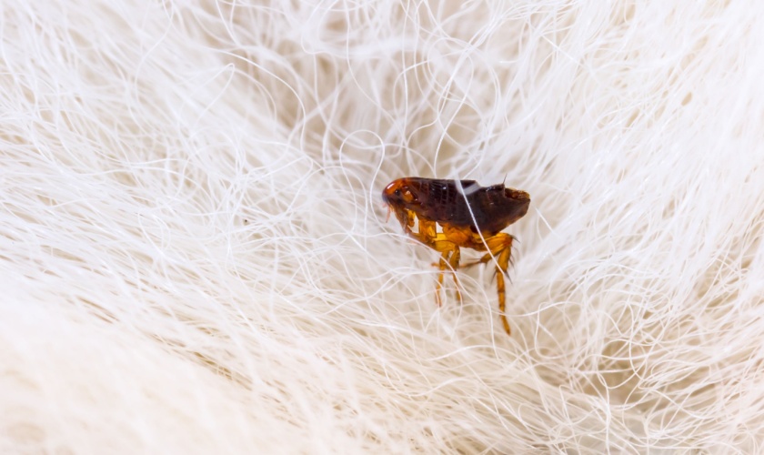 Flea and Tick Control in Raleigh, NC: What Pet Owners Need to Know