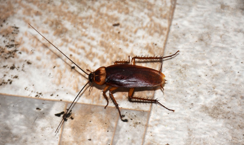 Why Do Bugs Keep Coming Back After I Spray in My Raleigh Home?