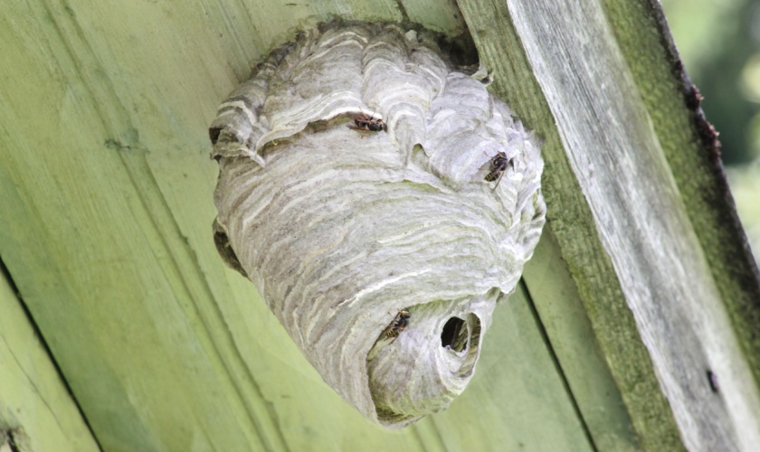 Wasp and Hornet Nest Removal in Raleigh: When to Call a Professional
