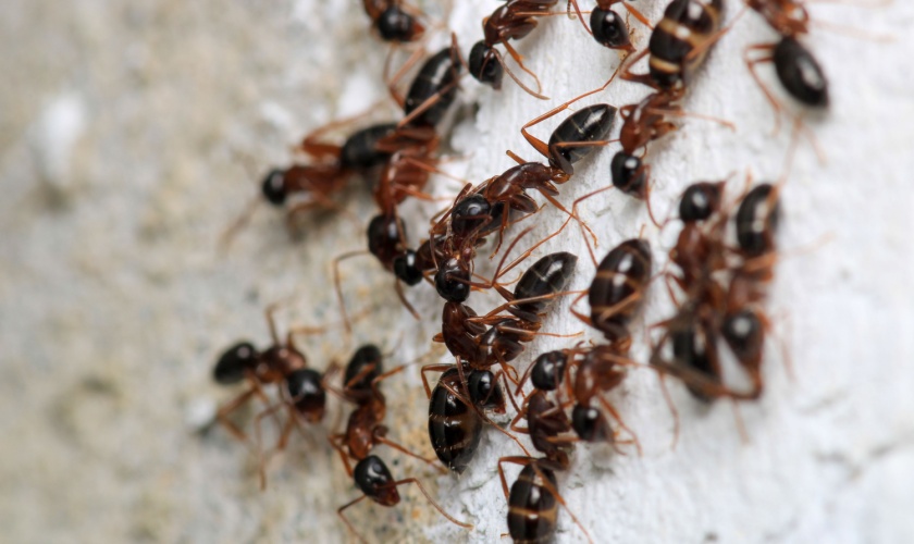 What Pests Are Most Common in Raleigh, NC Homes?